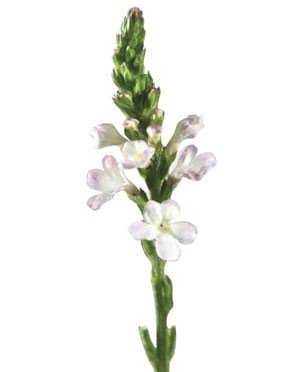 Sporiš (Verbena officinalis)